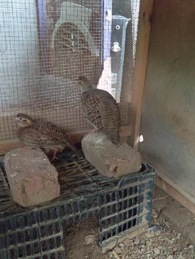 teetar pair for sale