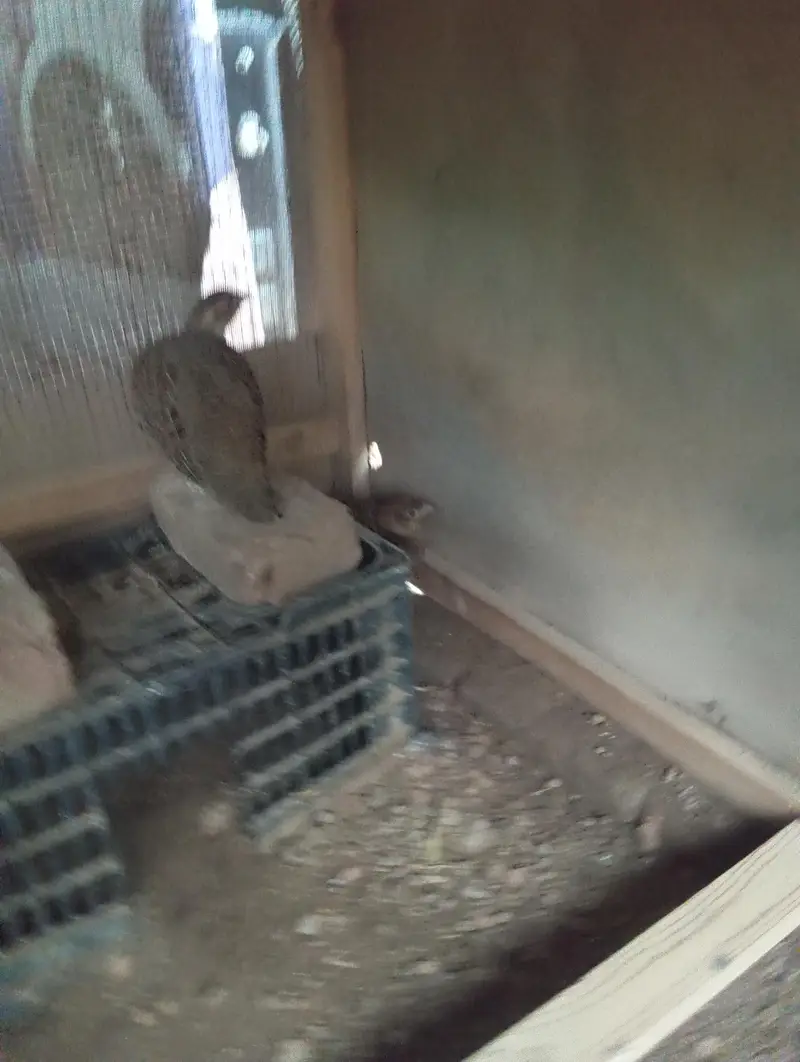 teetar pair for sale — photo 3