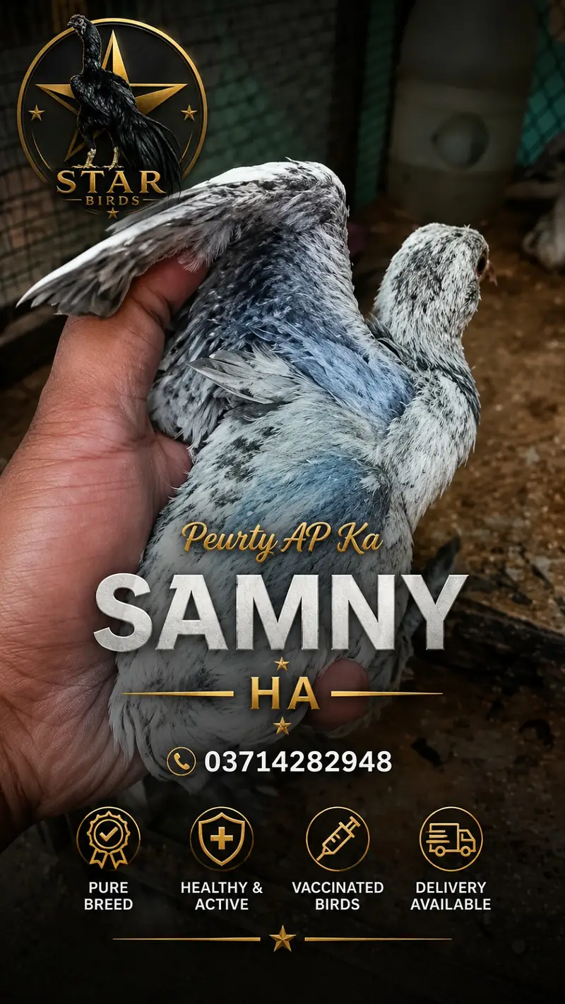 dragon aseel |chicks | patha , pathi , breeder | 03714282948 — photo 2