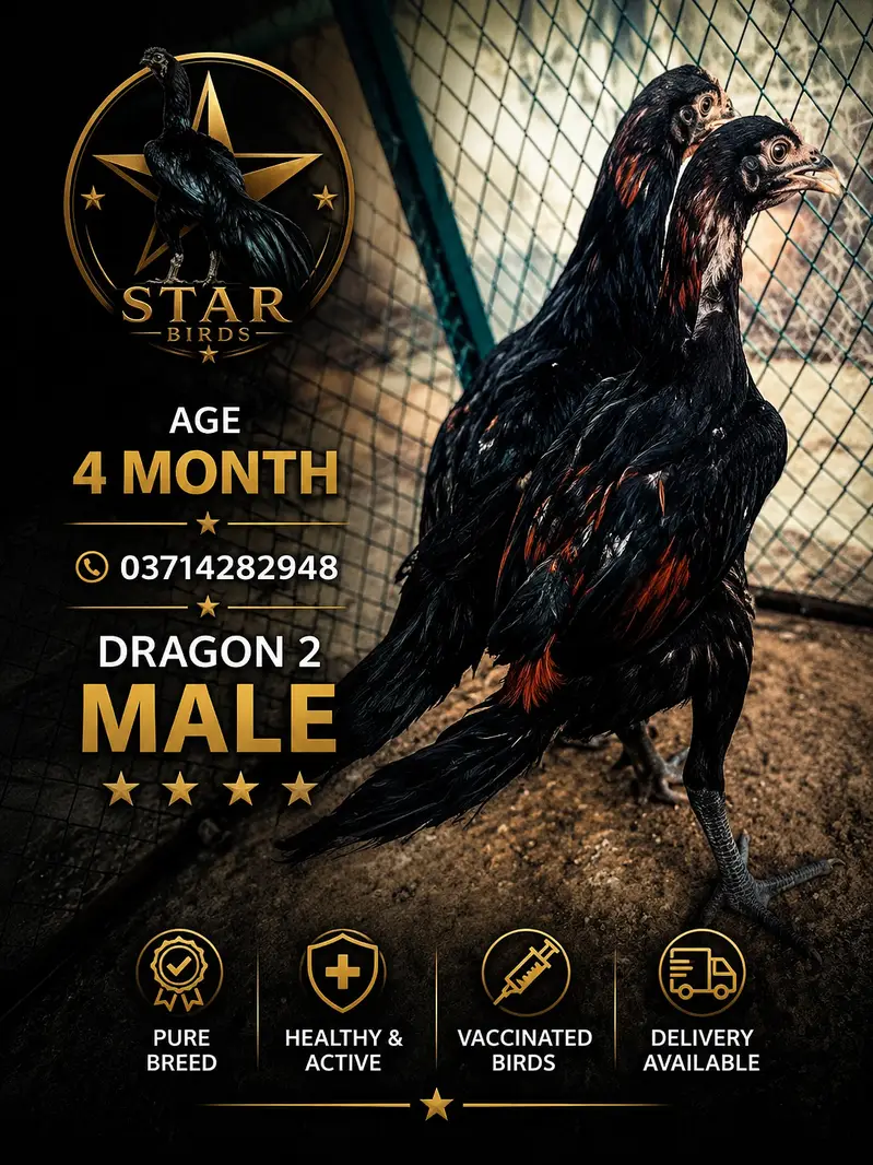 dragon aseel |chicks | patha , pathi , breeder | 03714282948 — photo 4