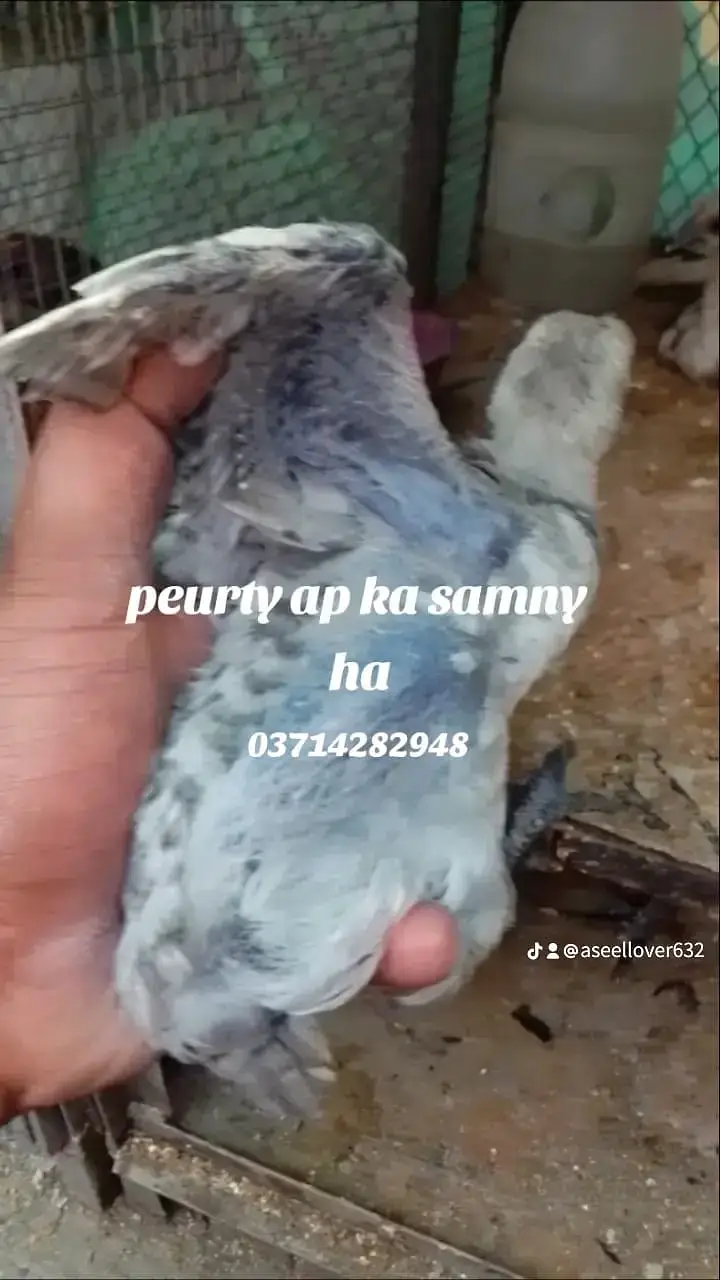 dragon aseel |chicks | patha , pathi , breeder | 03714282948 — photo 6