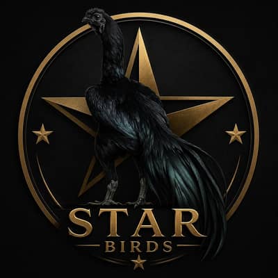 dragon aseel |chicks | patha , pathi , breeder | 03714282948