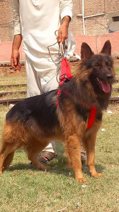 German shepherd long coat male  dog for sale