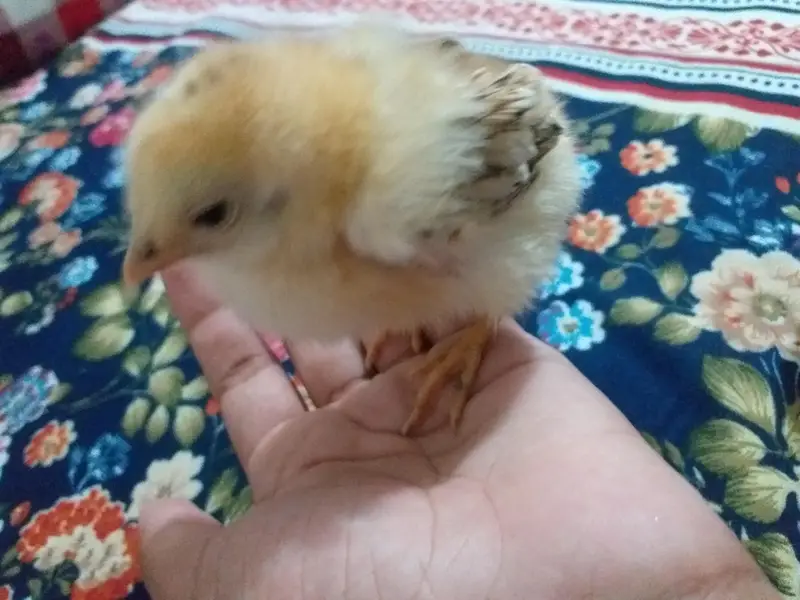 2 chicks 4 sale — photo 2
