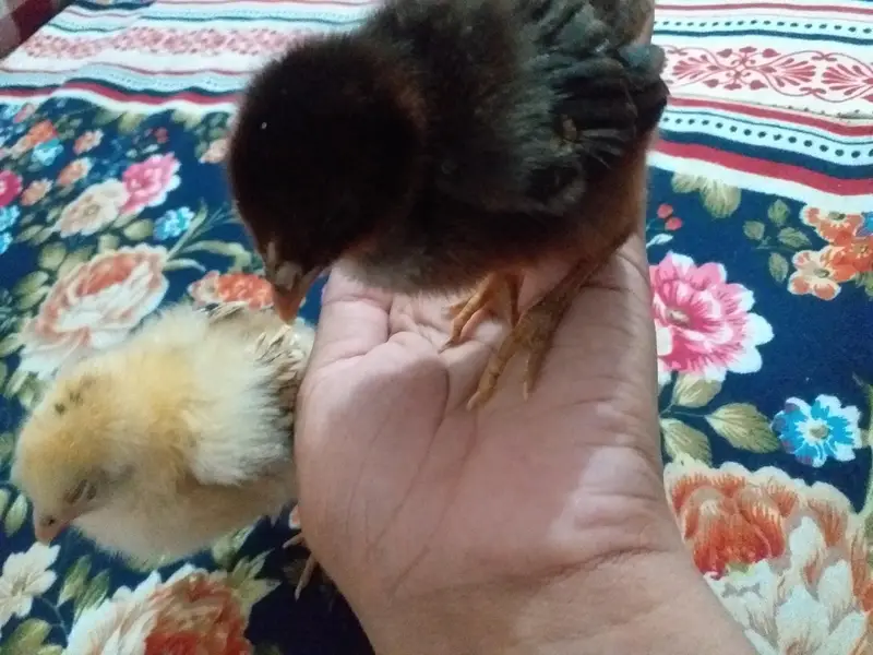 2 chicks 4 sale — photo 3