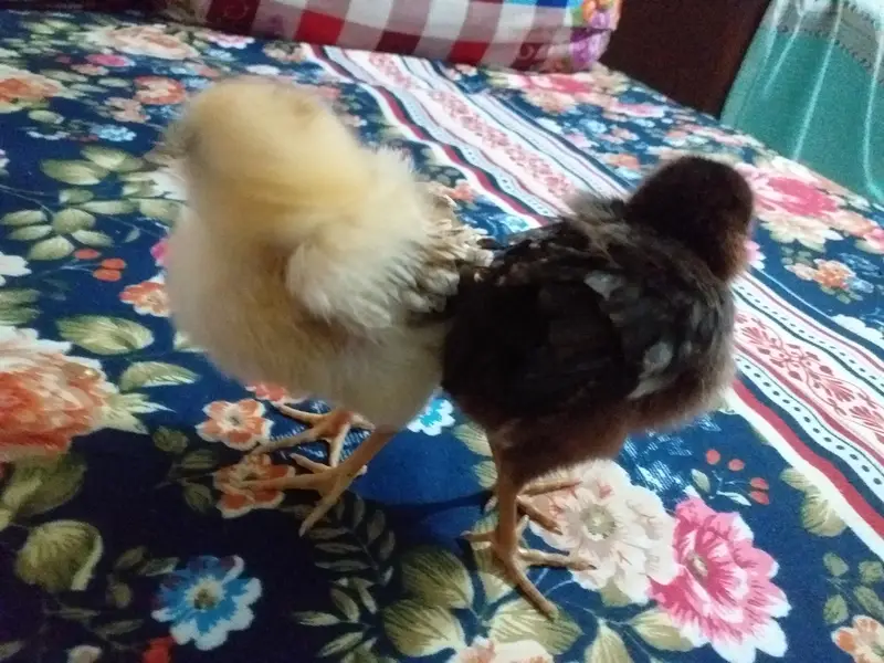 2 chicks 4 sale — photo 4