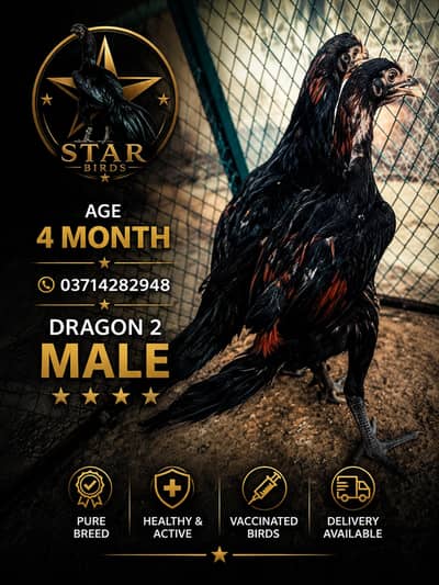 black dargon | blue dargon | ice blue dargon | red dargon | chicks