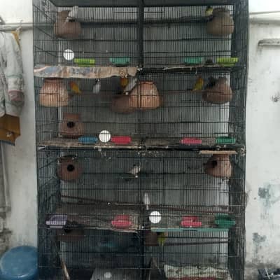 parrot for sale