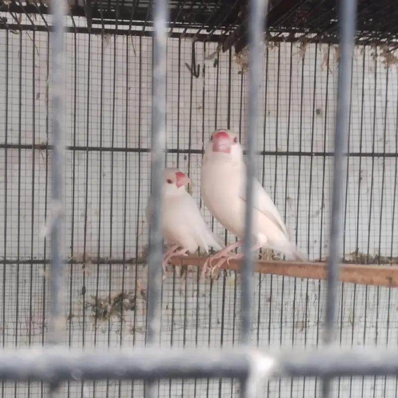 parrot for sale — photo 2