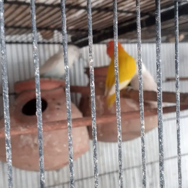 parrot for sale — photo 3
