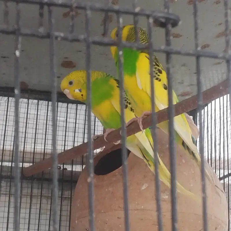 parrot for sale — photo 4