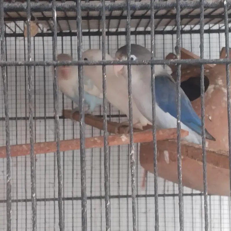 parrot for sale — photo 5
