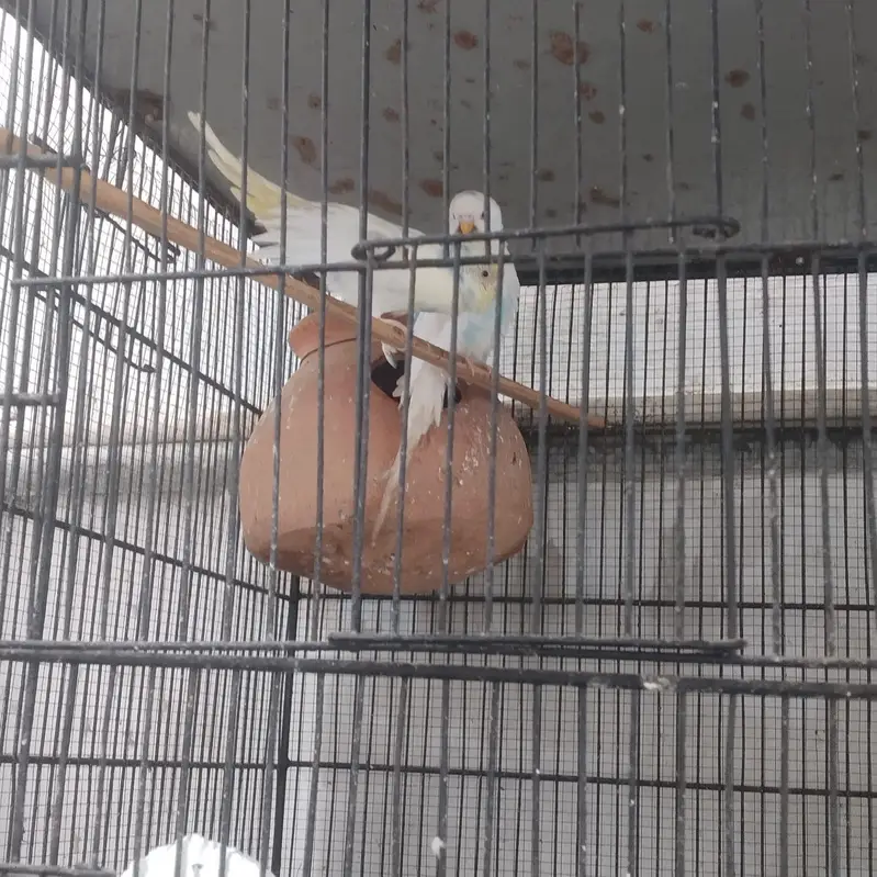 parrot for sale — photo 6