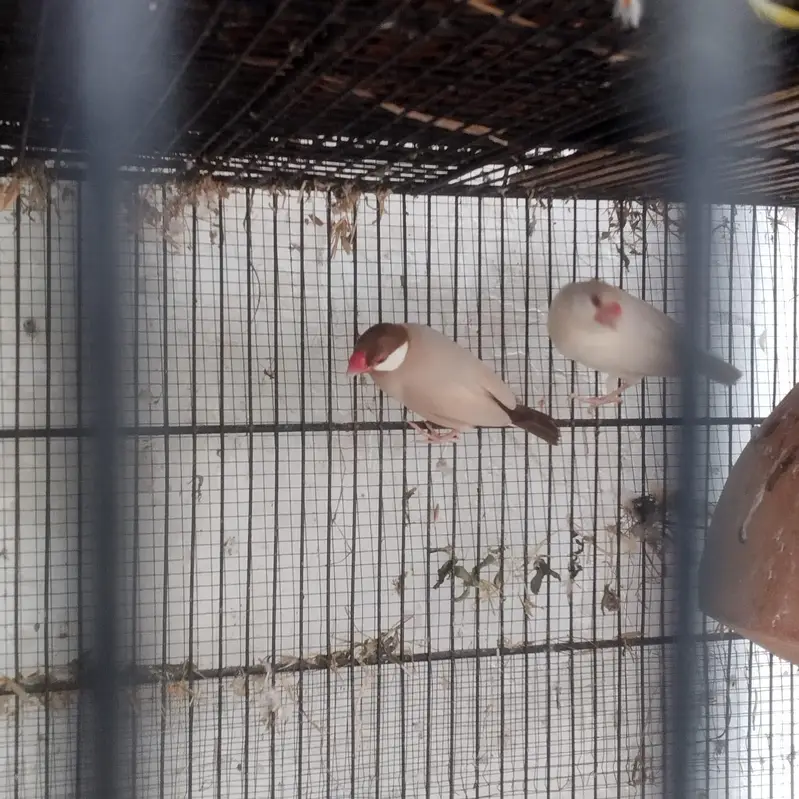 parrot for sale — photo 7