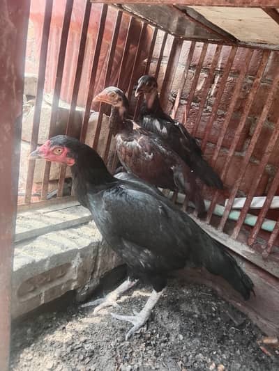 healthy aseel hen and chicks