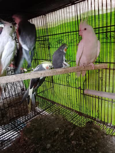 2 pair 1 single female for sale