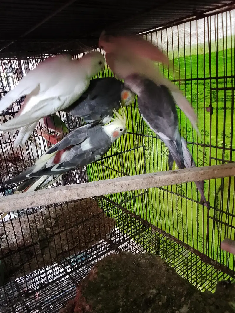 2 pair 1 single female for sale — photo 2