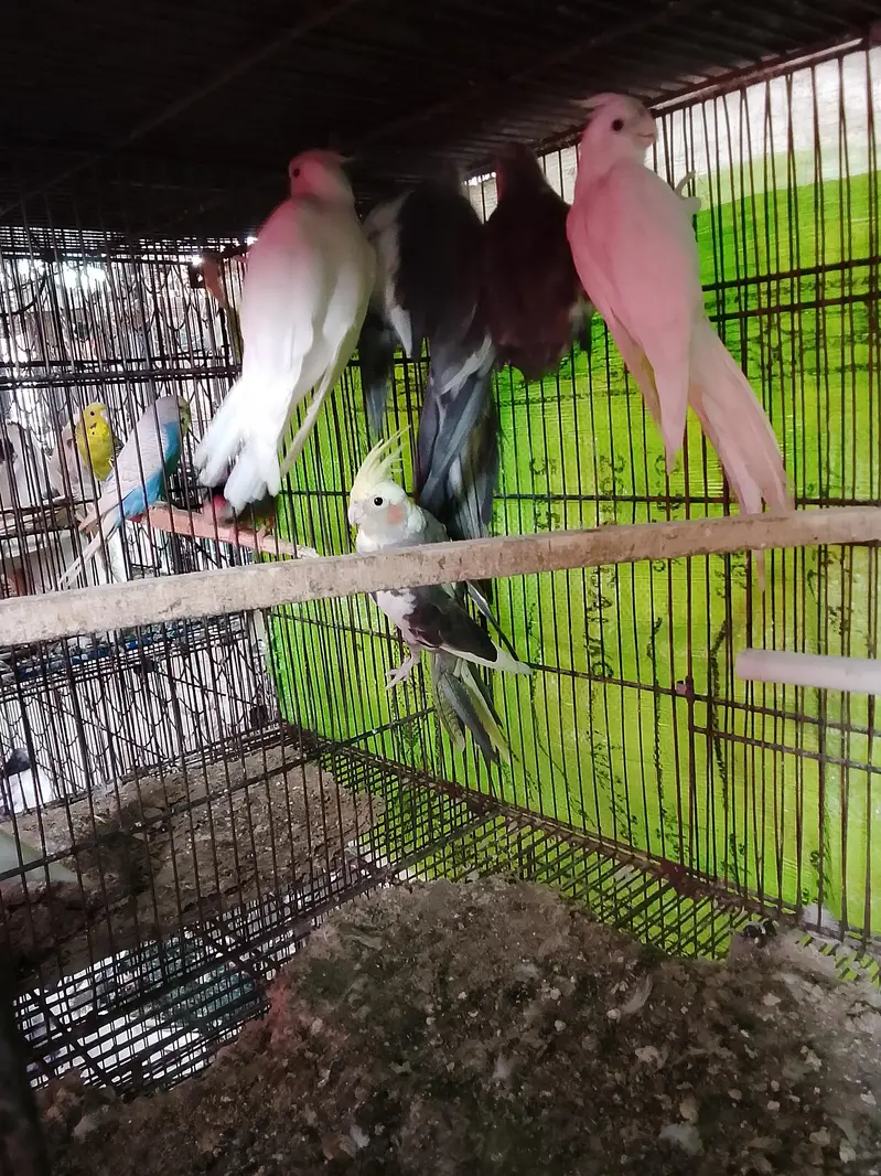 2 pair 1 single female for sale — photo 3