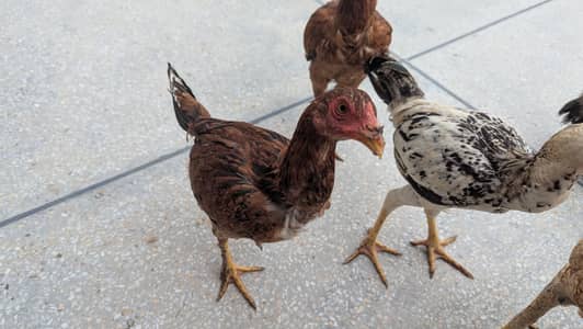 Aseel / Brahma cross Chicks Hens