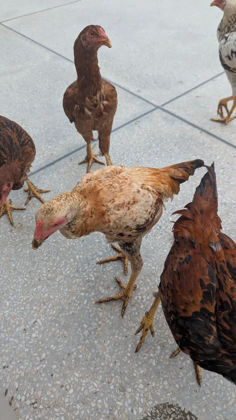 Aseel / Brahma cross Chicks Hens — photo 2