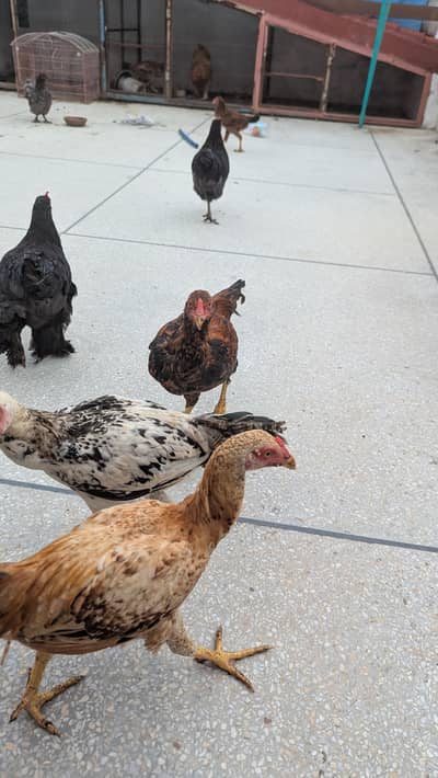 Aseel / Brahma cross Chicks Hens