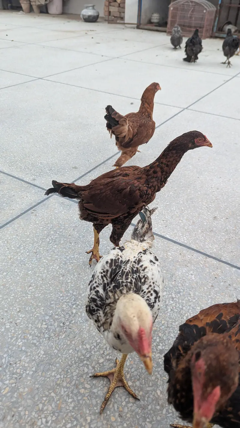Aseel / Brahma cross Chicks Hens — photo 4