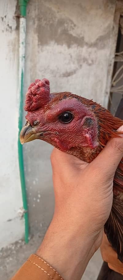 white dargon | Indian dargon aseel | chicks | patha | parthi | dargon