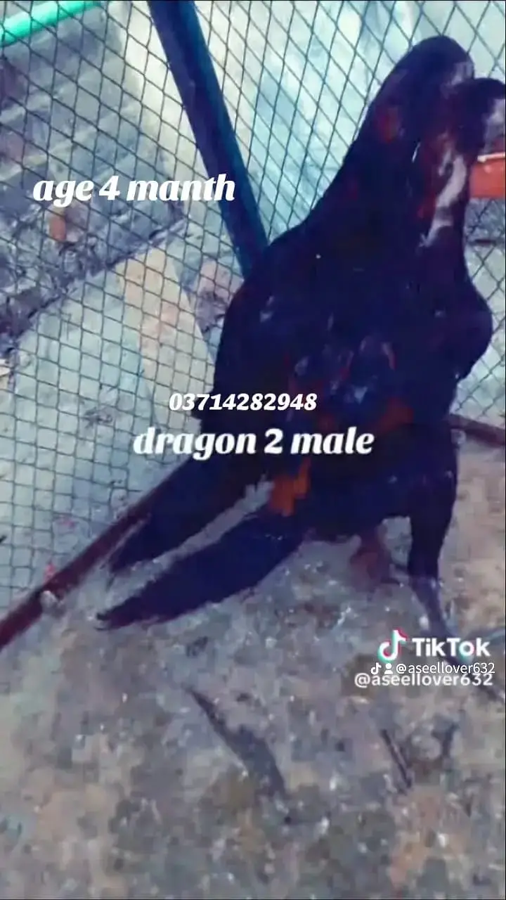 white dragon | Indian dragon aseel | chicks | patha | 03714282948 — photo 10