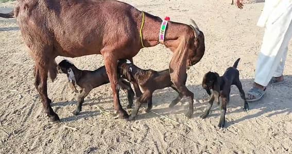 3 bacchon wale bakri for sale call 03225280183