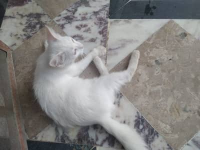 Beautiful Cat for Sale