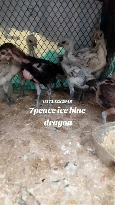 aseel |Indian dargon |dargon aseel |black ,blue ,red , ice blue dargo