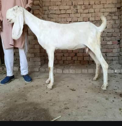 nagra beteel bakri full guban 1 puls