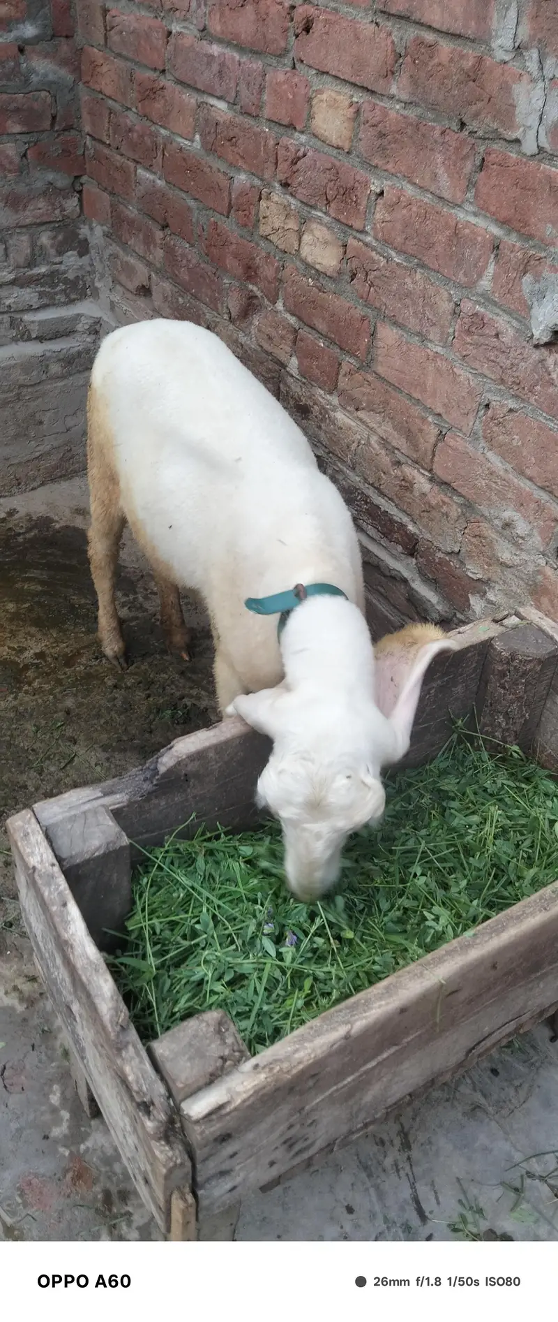 Sheep