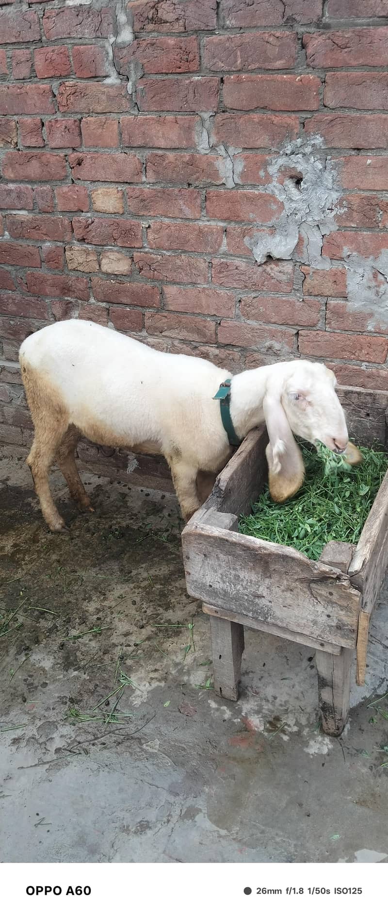 Sheep 1