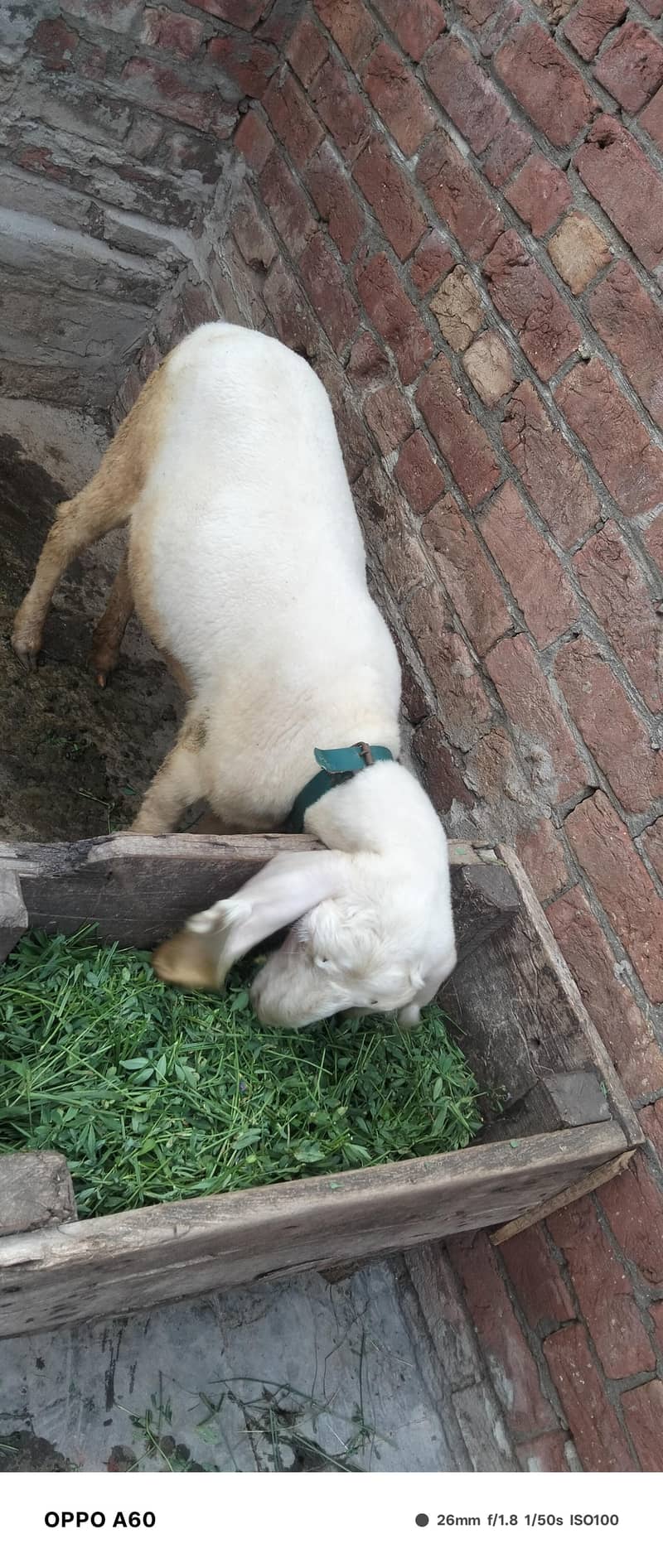 Sheep 3