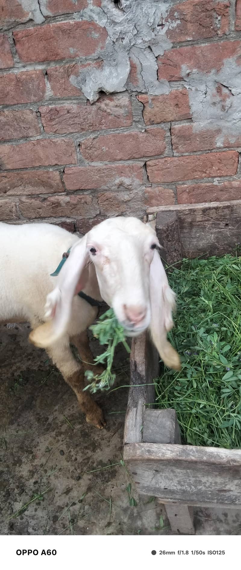 Sheep 4