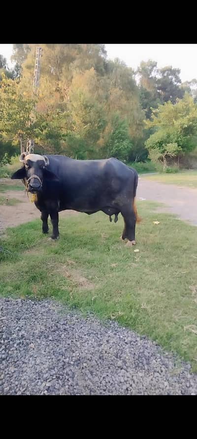 taza bhains, buffalo, maaj, manj
