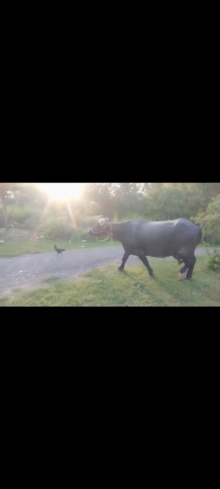 taza bhains, buffalo, maaj, manj — photo 2