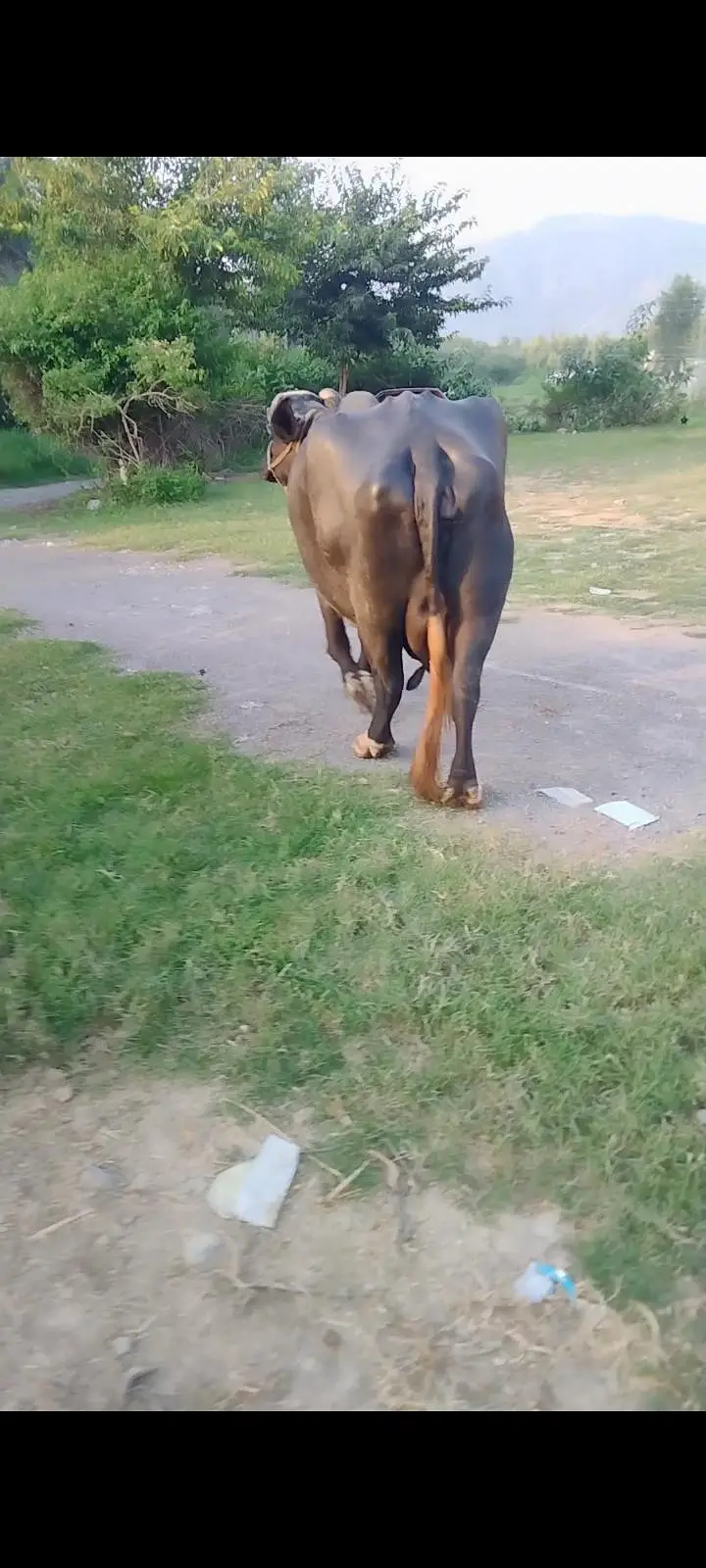 taza bhains, buffalo, maaj, manj — photo 3