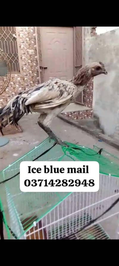 aseel |Indian dargon |dargon aseel |black ,blue ,red , ice blue dargon