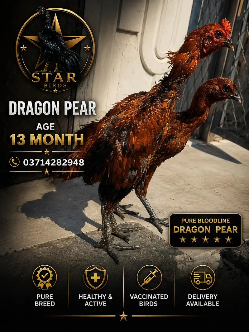 aseel |dragon aseel |black ,blue ,red , ice blue | 03714282948 — photo 5