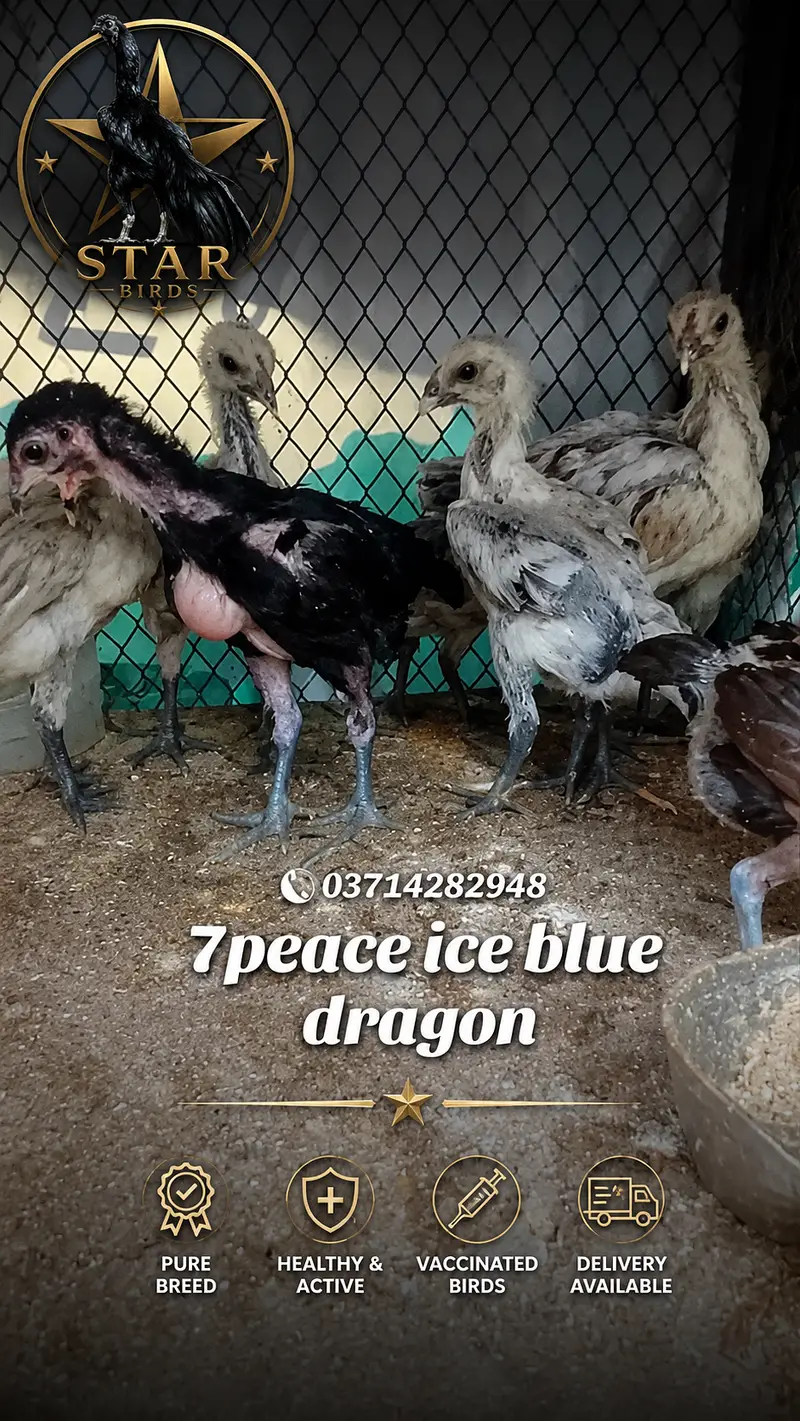 aseel |dragon aseel |black ,blue ,red , ice blue | 03714282948 — photo 7