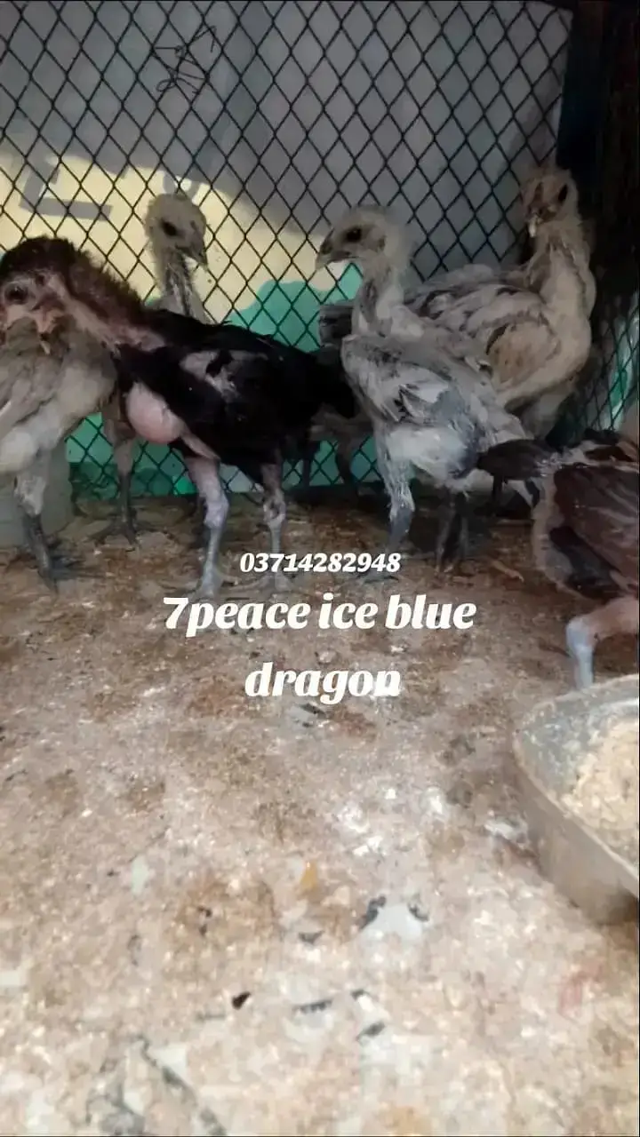 aseel |dragon aseel |black ,blue ,red , ice blue | 03714282948 — photo 11