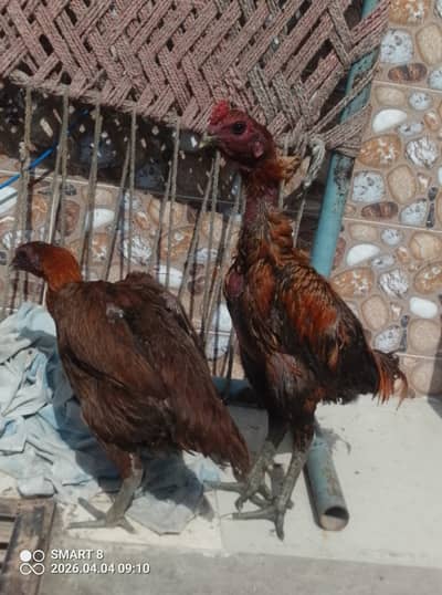 aseel |Indian dargon |dargon aseel |black ,blue ,red , ice blue dargo