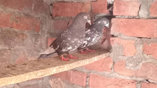 Dub Wala Pair (03429155226)