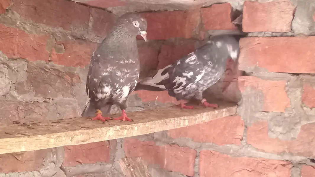 Dub Wala Pair (03429155226) — photo 4