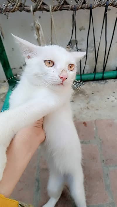 Two Female Persian kittens for sale