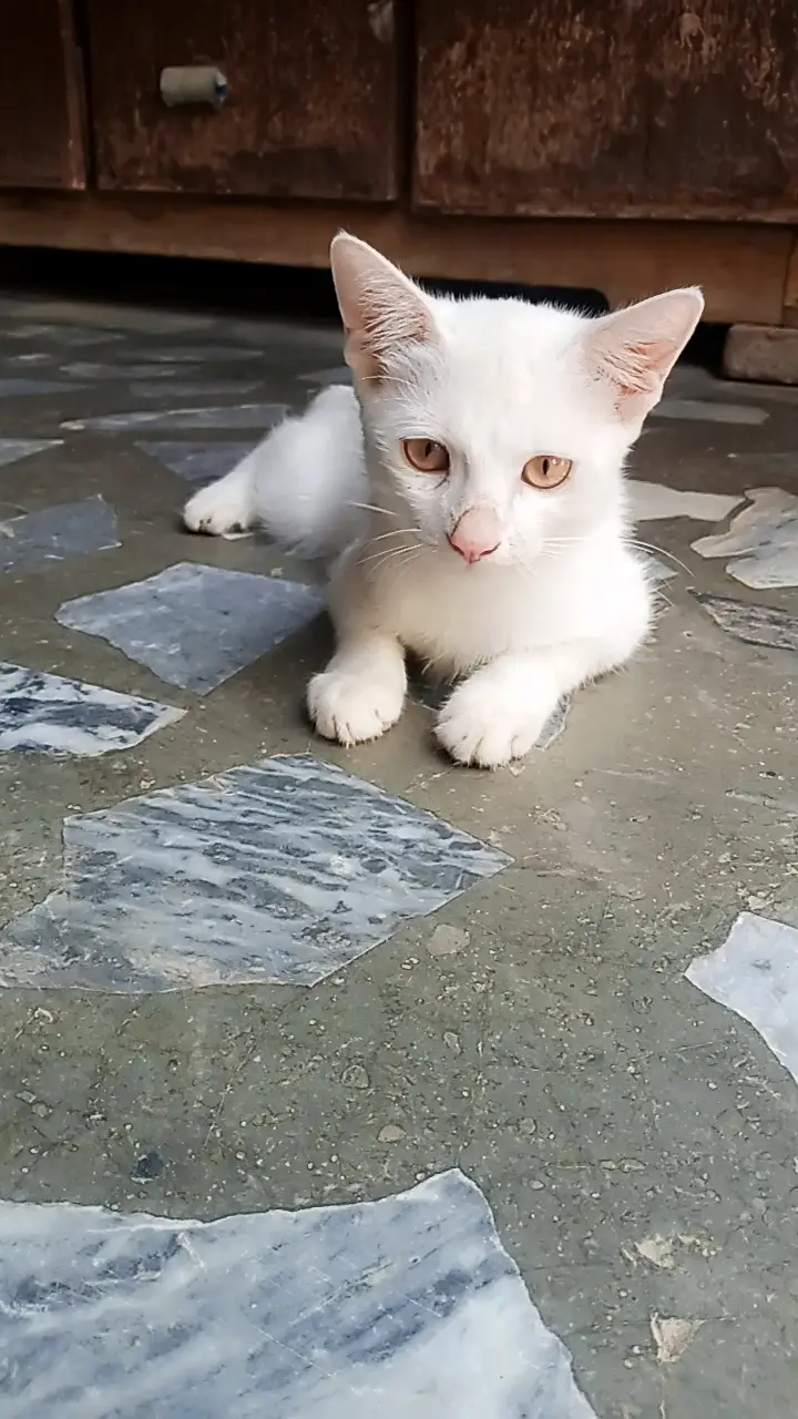 Two Female Persian kittens for sale — photo 2