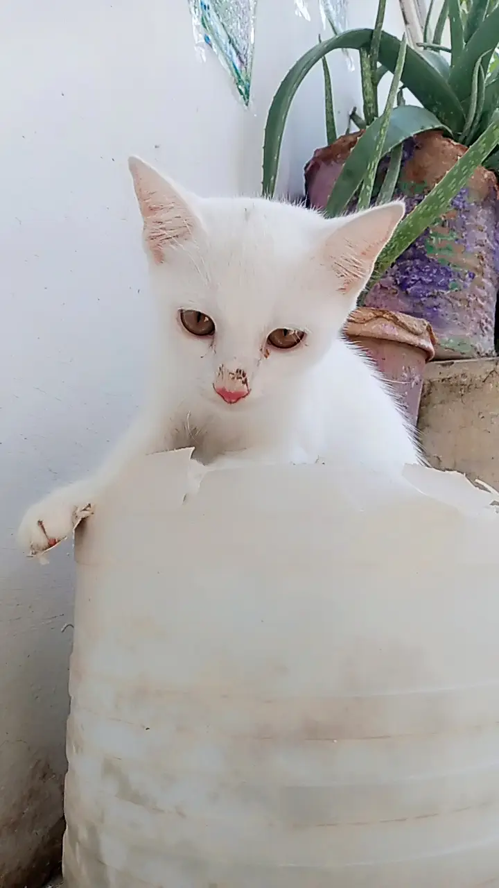 Two Female Persian kittens for sale — photo 4