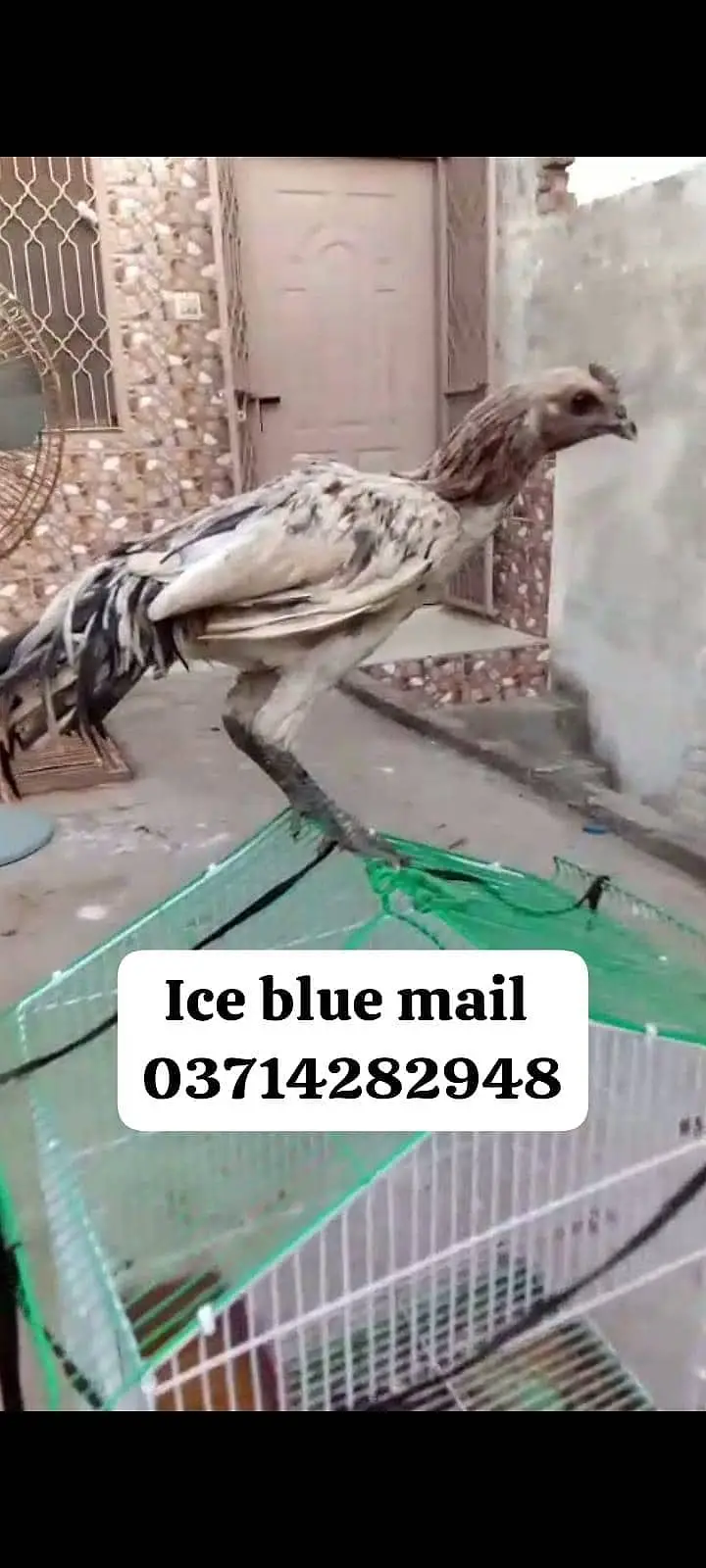 aseel |Indian dragon |black ,blue ,red , ice blue dragon | 03714282948 — photo 7